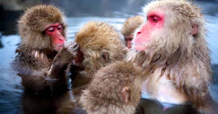 Nagano/Tokyo: Snow Monkey and Zenkoji Temple Private Tour - Private transport is the real convenience