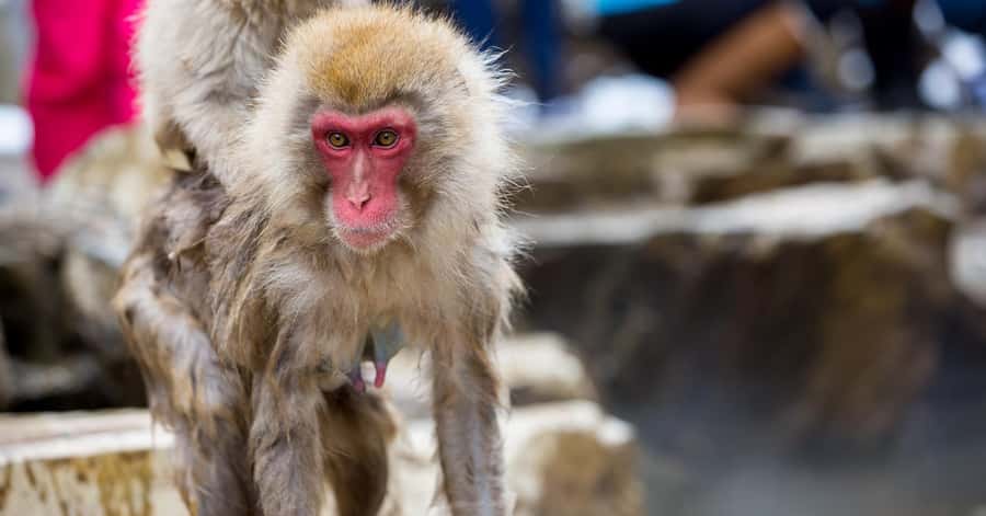Nagano/Tokyo: Snow Monkey and Zenkoji Temple Private Tour - Your driver can shape the quality of the day