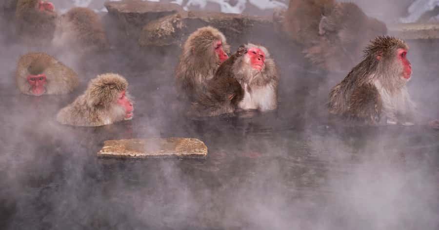Nagano/Tokyo: Snow Monkey and Zenkoji Temple Private Tour
