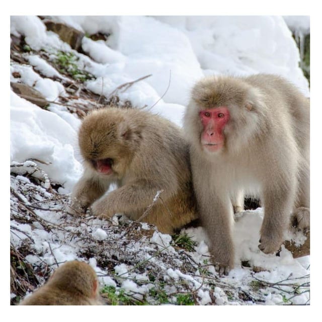 Nagano Tokyo: Snow Monkey Private Day Tour Hotel Pick & Drop - Key points to know before booking