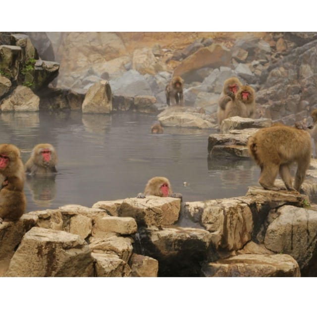 Nagano Tokyo: Snow Monkey Private Day Tour Hotel Pick & Drop - Zenkoji Temple and the Key to Paradise