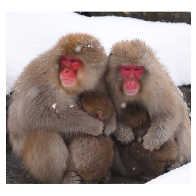 Nagano Tokyo: Snow Monkey Private Day Tour Hotel Pick & Drop - Togakushi Shrine and the cedar path
