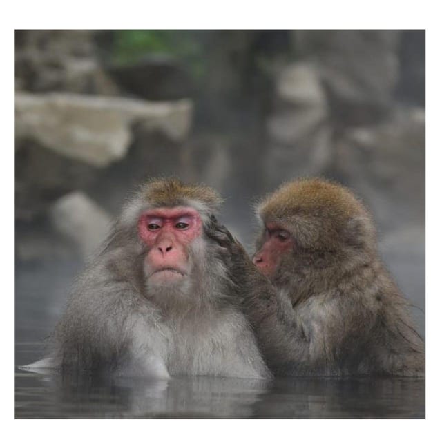 Nagano Tokyo: Snow Monkey Private Day Tour Hotel Pick & Drop - Matsushiro Castle Ruins and former samurai country