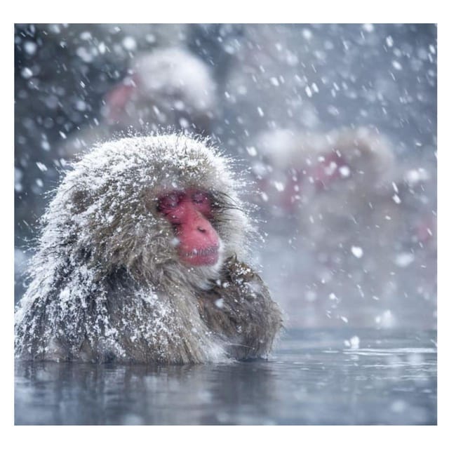 Nagano Tokyo: Snow Monkey Private Day Tour Hotel Pick & Drop - The reality of a ten-hour schedule