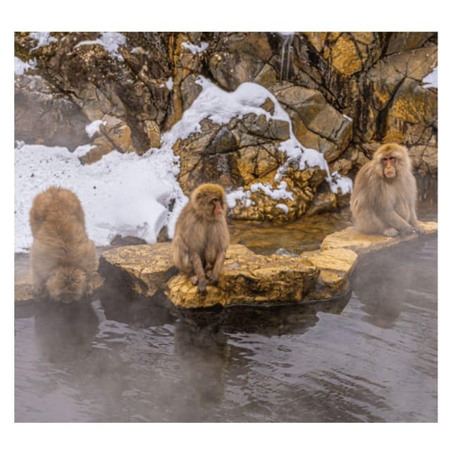 Nagano Tokyo: Snow Monkey Private Day Tour Hotel Pick & Drop - Jigokudani Monkey Park and the winter walk