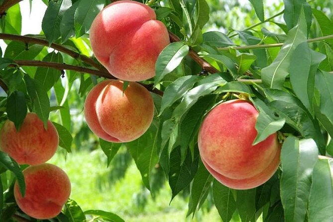 One Day Tour to Oishi Park and Fruit Picking in Mt. Fuji Tokyo - Oishi Park beside Lake Kawaguchi