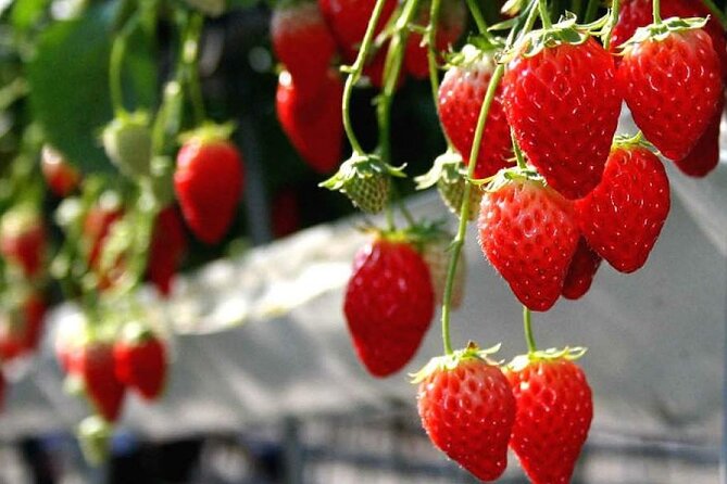 One Day Tour to Oishi Park and Fruit Picking in Mt. Fuji Tokyo - Fruit picking in Yamanashi