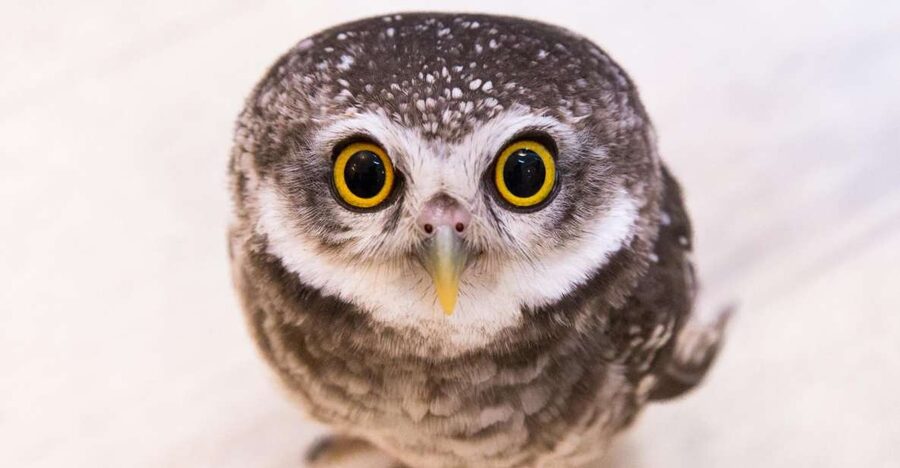 Owl Cafe Tokyo Akiba Fukurou - Key points to know before booking
