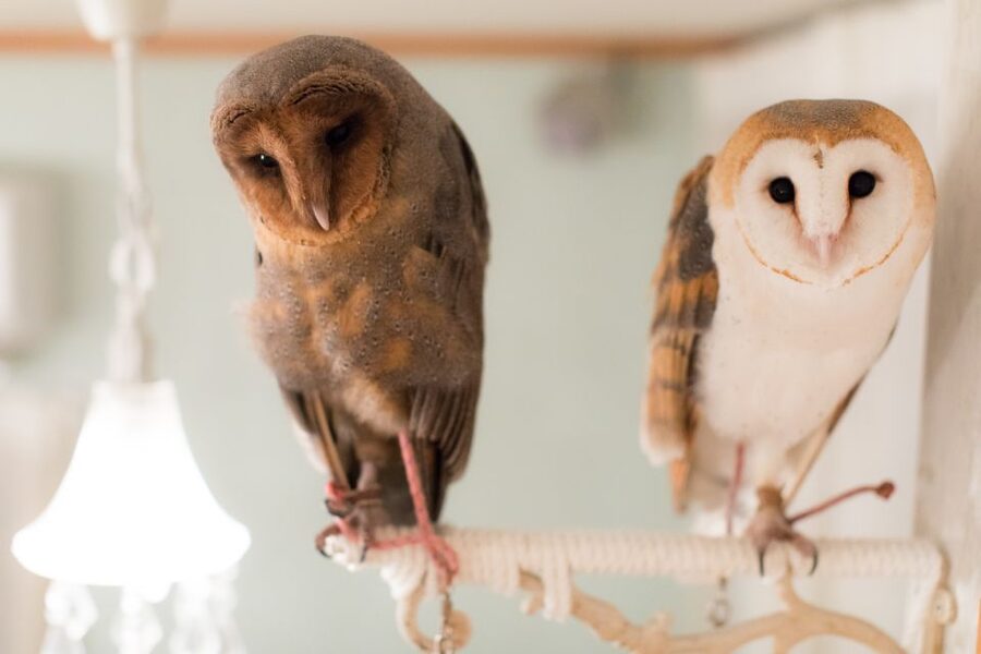 Owl Cafe Tokyo Akiba Fukurou - Small drawbacks worth knowing
