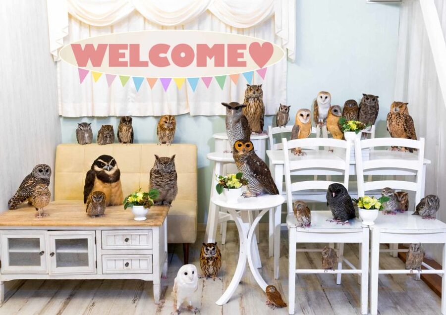 Owl Cafe Tokyo Akiba Fukurou - What the Akihabara owl experience is really like