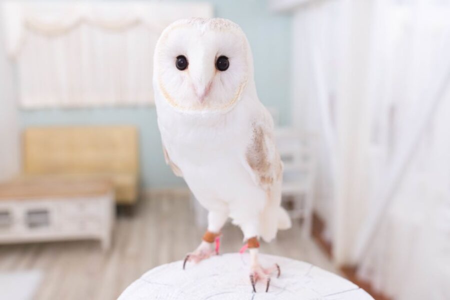 Owl Cafe Tokyo Akiba Fukurou - A collection of owl personalities