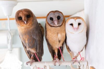 Owl Cafe Tokyo Akiba Fukurou - Holding an owl on your arm