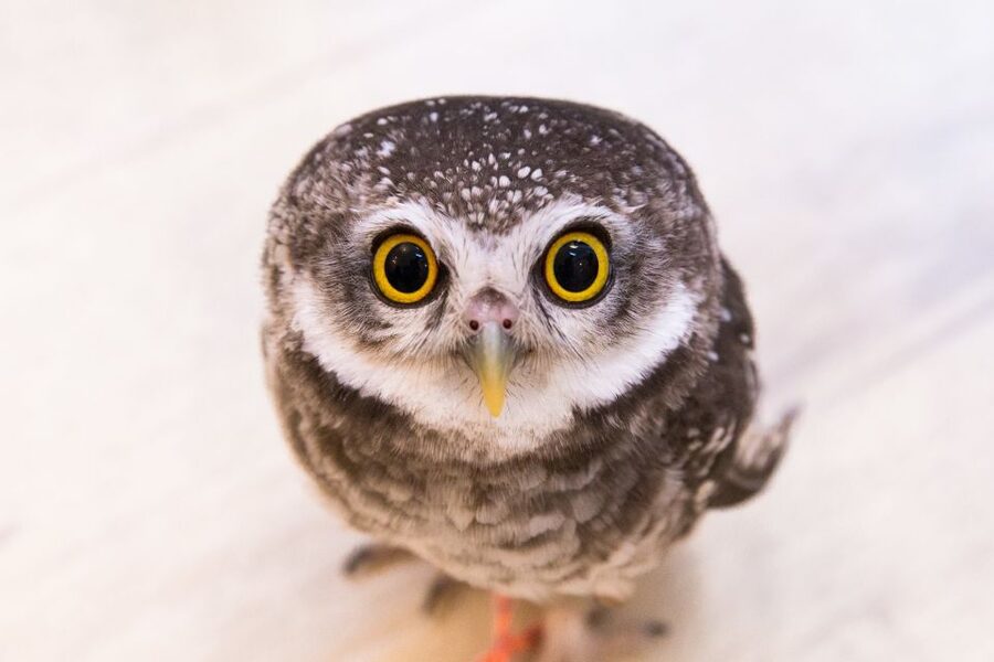 Owl Cafe Tokyo Akiba Fukurou - Staff instructions and animal care