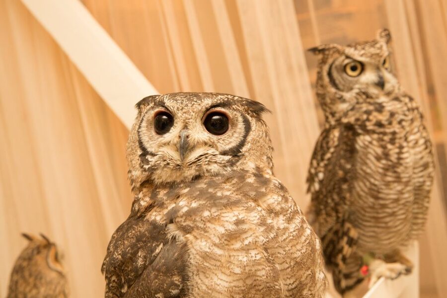 Owl Cafe Tokyo Akiba Fukurou - Photos without managing everything yourself