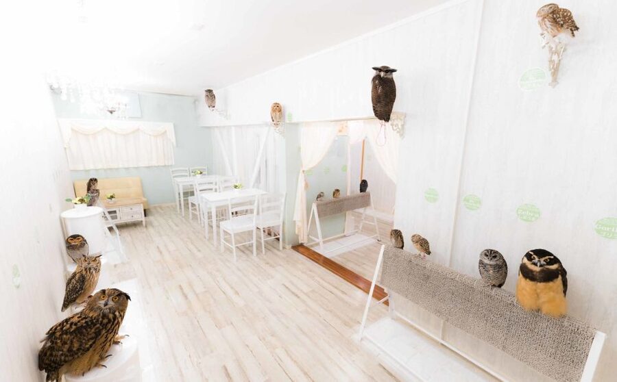 Owl Cafe Tokyo Akiba Fukurou - Why the reserved time is worth the $35 price