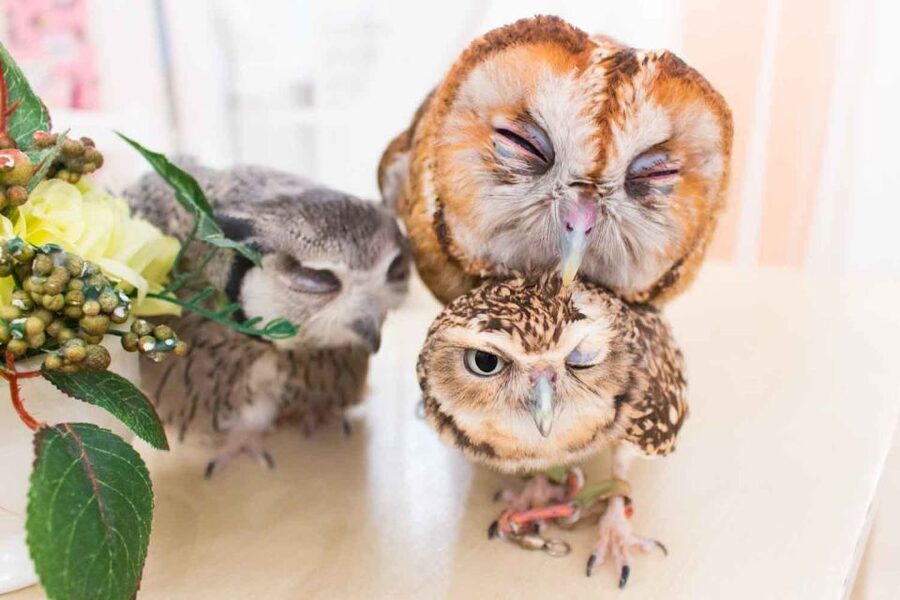 Owl Cafe Tokyo Akiba Fukurou - How to fit it into an Akihabara day
