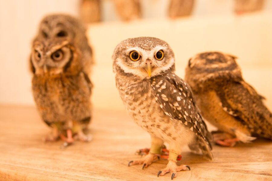 Owl Cafe Tokyo Akiba Fukurou - Who will enjoy this most