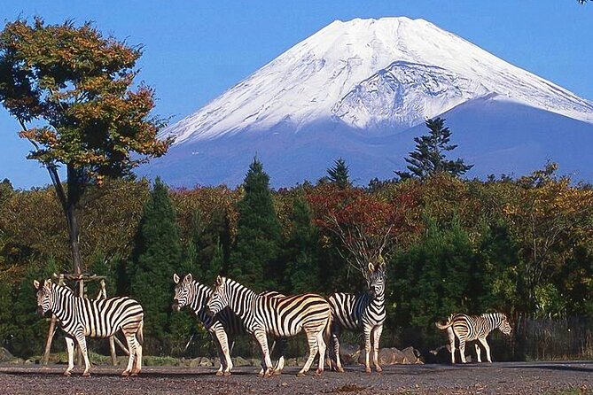 Private Mount Fuji and Hakone City Tour In luxury car from Tokyo - Why this private Fuji day works from Tokyo