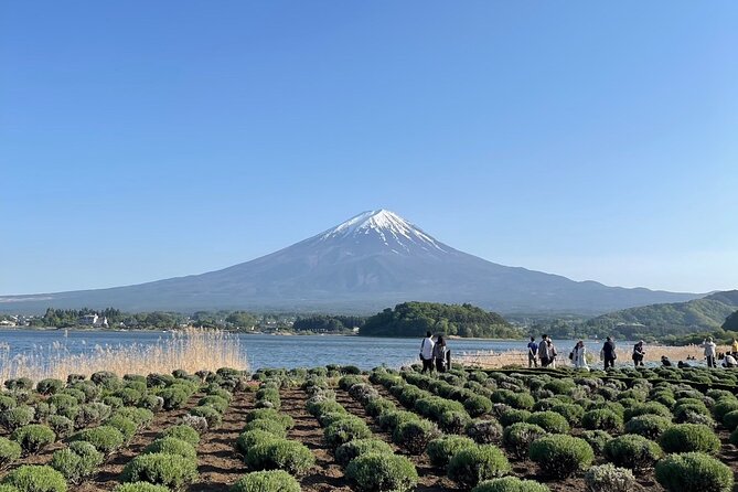 Private Tour to Mt Fuji and Hakone with English Speaking Driver
