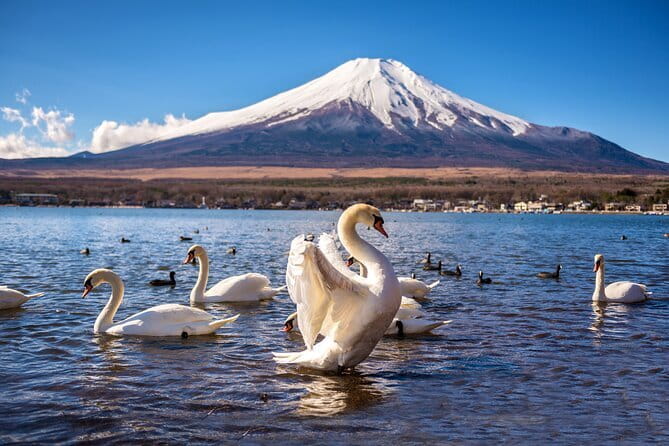 Private Tour with a Local Guide - Learn about daily life in Japan - Is $88.68 per person good value?
