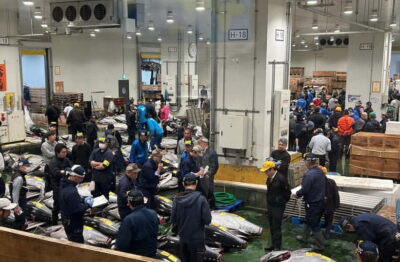 Private Toyosu & Tsukiji Market Adventure with Tuna Auction - The auction lottery and what you can actually see