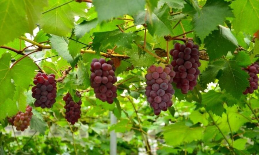Seasonal Mt. Fuji Scenic Views, Fruit Picking and Ropeway! - Why this Mt. Fuji day trip works