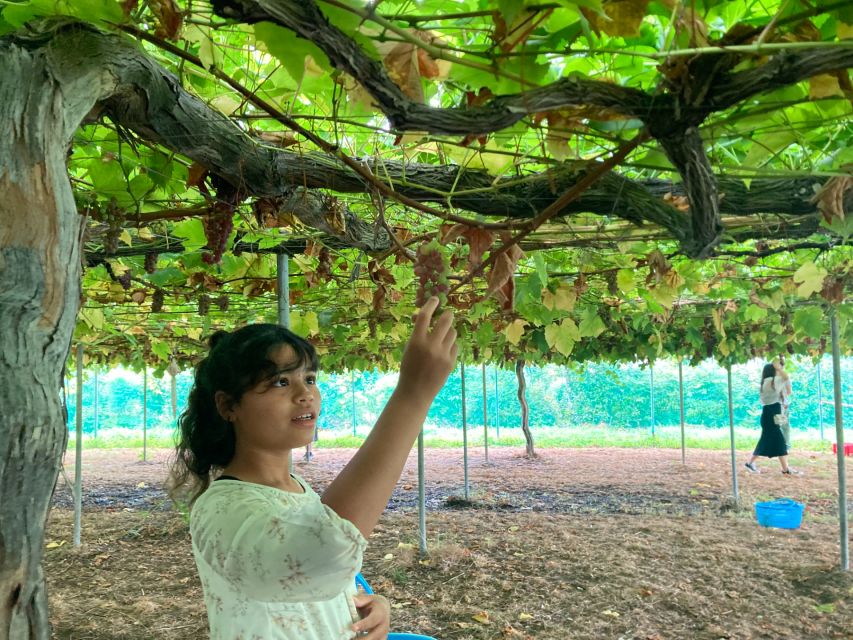 Seasonal Mt. Fuji Scenic Views, Fruit Picking and Ropeway! - Starting near Shinjuku Station