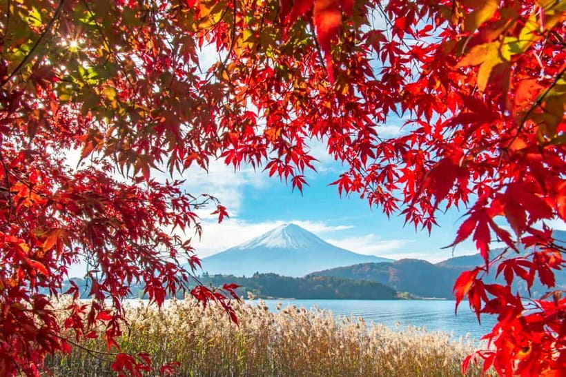 Seasonal Mt. Fuji Scenic Views, Fruit Picking and Ropeway! - Riding the Mt. Fuji Panoramic Ropeway