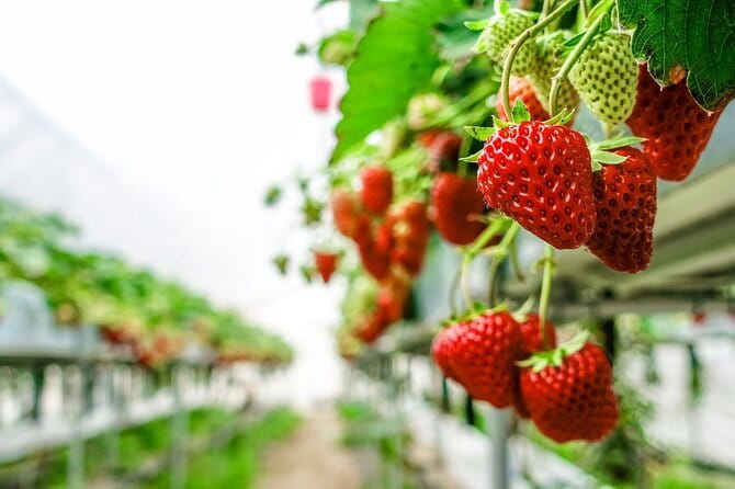 Seasonal Mt. Fuji Scenic Views, Fruit Picking and Ropeway Ride! - Why this day trip works from Tokyo