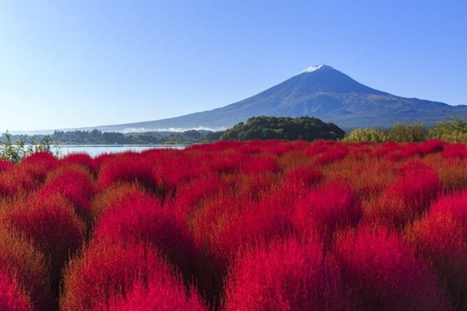 Seasonal Mt. Fuji Scenic Views, Fruit Picking and Ropeway Ride! - Seasonal fruit picking near Yamanashi