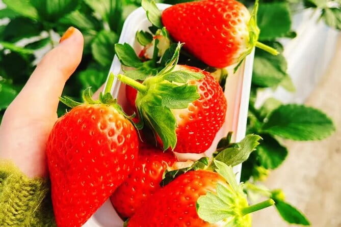 Seasonal Mt. Fuji Scenic Views, Fruit Picking and Ropeway Ride! - Oishi Park and the changing seasons