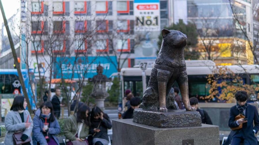 Shibuya: Crossing, Hachiko & Shibuya Sky Guided Tour - Small details that will improve your visit