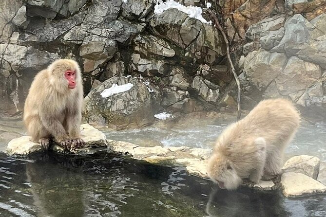Snow Monkey Nagano Day Tour by Car English Driver in Person Guide - Who will enjoy this most