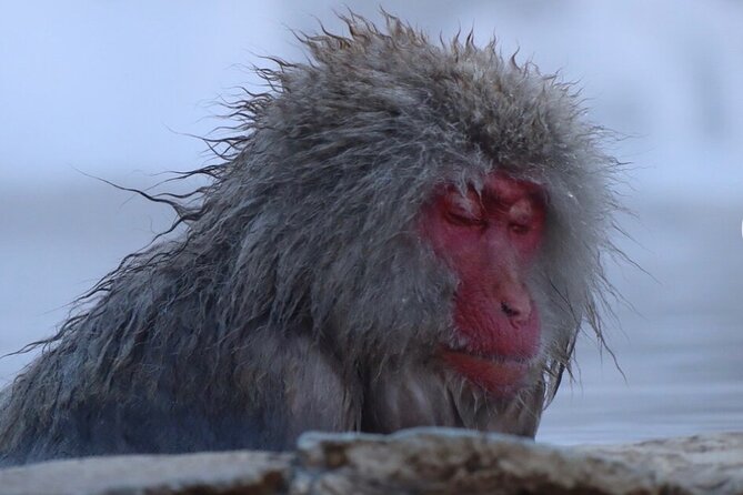 Snow Monkey Nagano Day Tour by Car English Driver in Person Guide - A private car makes this possible from Tokyo