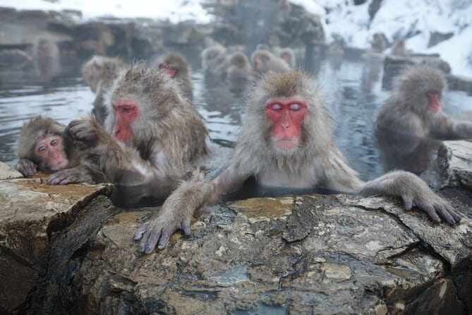 Snow Monkey Park and Miso Production Tour Bullet Train from Tokyo - Key points at a glance