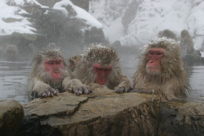 Snow Monkey Park and Miso Production Tour Bullet Train from Tokyo - Why the snow monkeys make the long day worthwhile