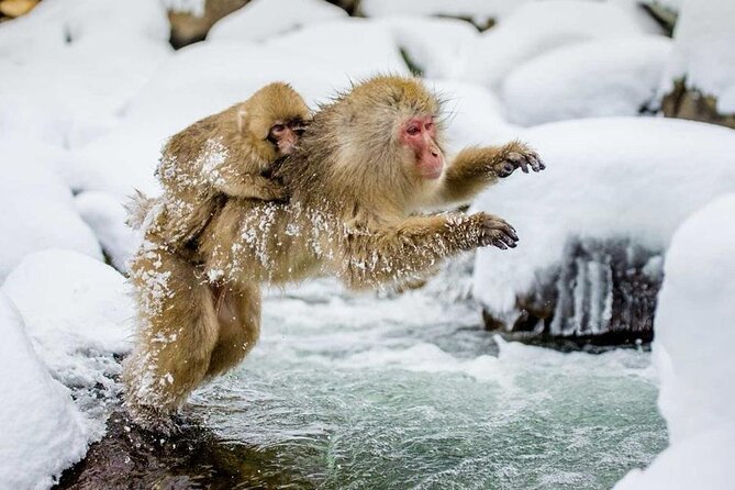 Snow Monkey Park & Zenkoji Temple Nagano Pvt. Full Day Tour. - Quick points before you book
