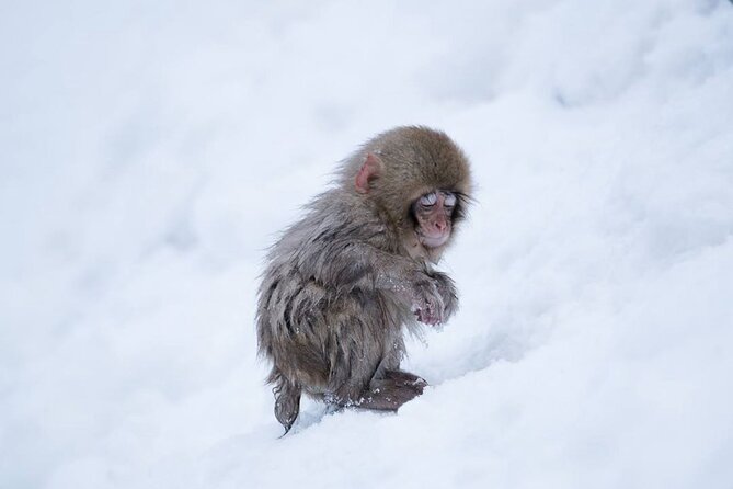 Snow Monkey Park & Zenkoji Temple Nagano Pvt. Full Day Tour. - Why the snow monkeys are worth the road time