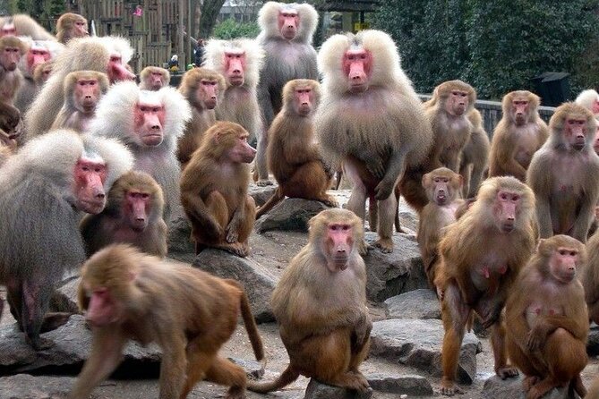 Snow Monkey Park & Zenkoji Temple Nagano Pvt. Full Day Tour.
