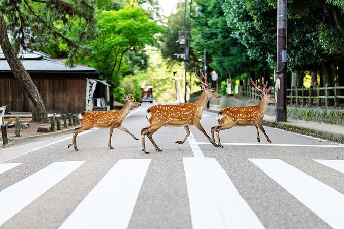 Super Express Nara & Kyoto Private 1-Day Tour from Tokyo - Is Nara and Kyoto in one day really practical?