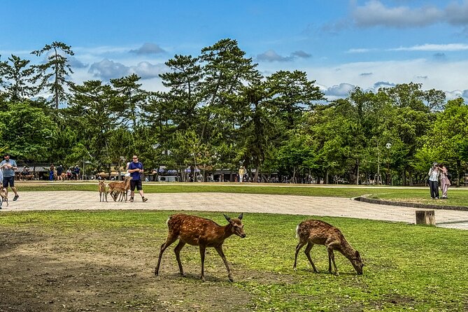 Super Express Nara & Kyoto Private 1-Day Tour from Tokyo - Price, group size, and what you receive