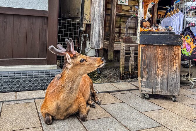 Super Express Nara & Kyoto Private 1-Day Tour from Tokyo - Who will enjoy this fast rail day?
