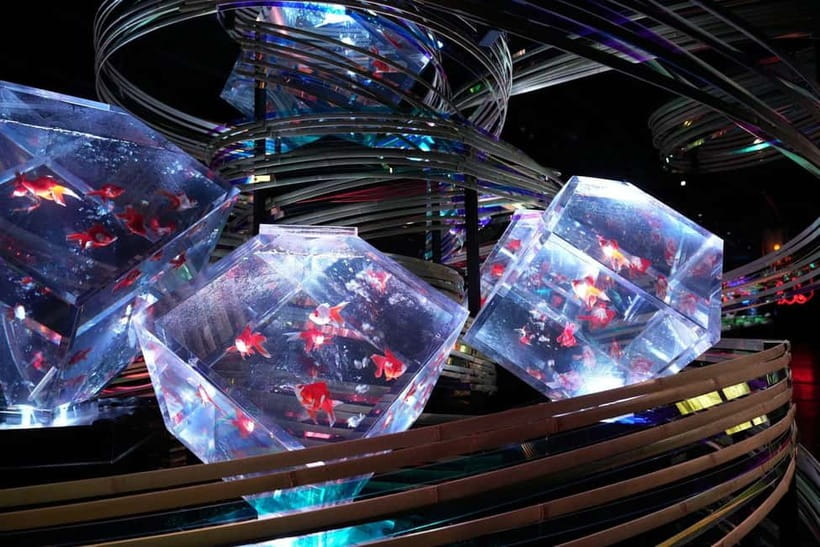 Tokyo: Art Aquarium Museum GINZA Entry Ticket - Key points to know before you go