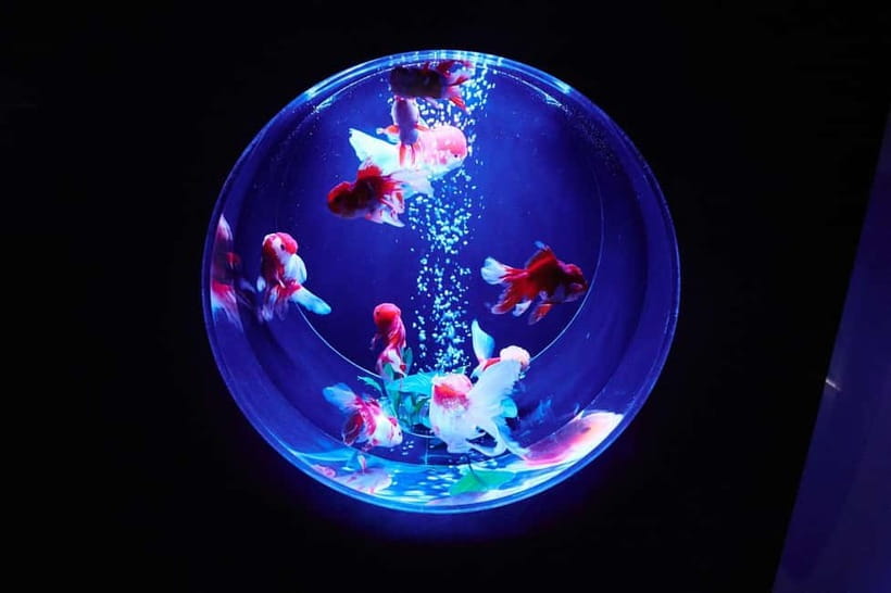 Tokyo: Art Aquarium Museum GINZA Entry Ticket - Goldfish as living art in central Ginza