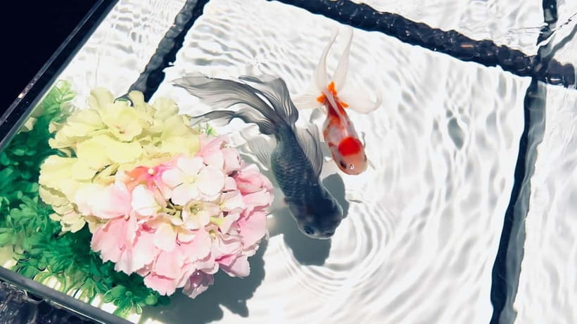 Tokyo: Art Aquarium Museum GINZA Entry Ticket - Finding the museum inside Ginza Mitsukoshi