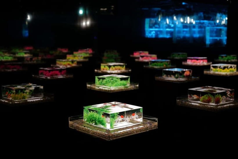 Tokyo: Art Aquarium Museum GINZA Entry Ticket