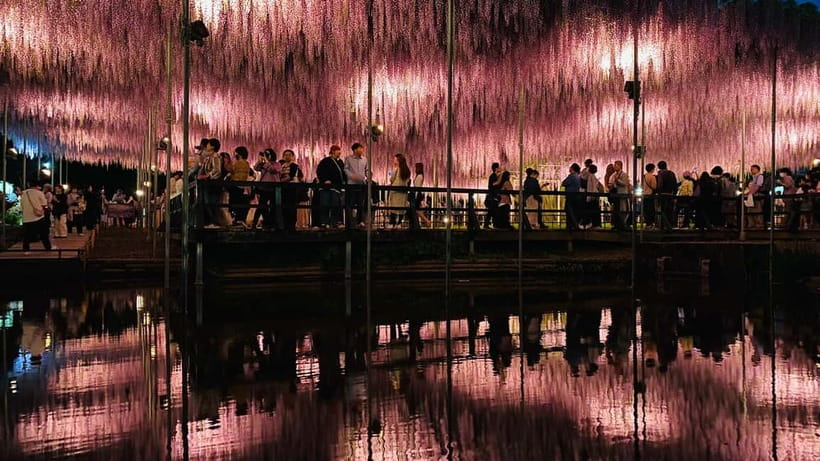 Tokyo: Ashikaga Flower Park with Entry Ticket - Choosing the best season for your visit
