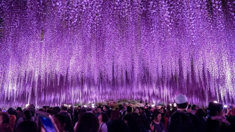 Tokyo: Ashikaga Flower Park with Entry Ticket - What the guide adds to the day
