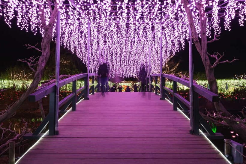 Tokyo: Ashikaga Flower Park with Entry Ticket - Is $206 good value?
