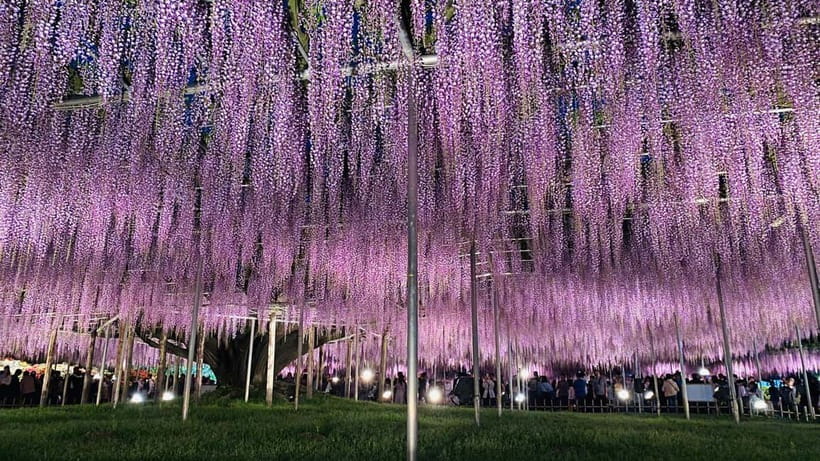Tokyo: Ashikaga Flower Park with Entry Ticket